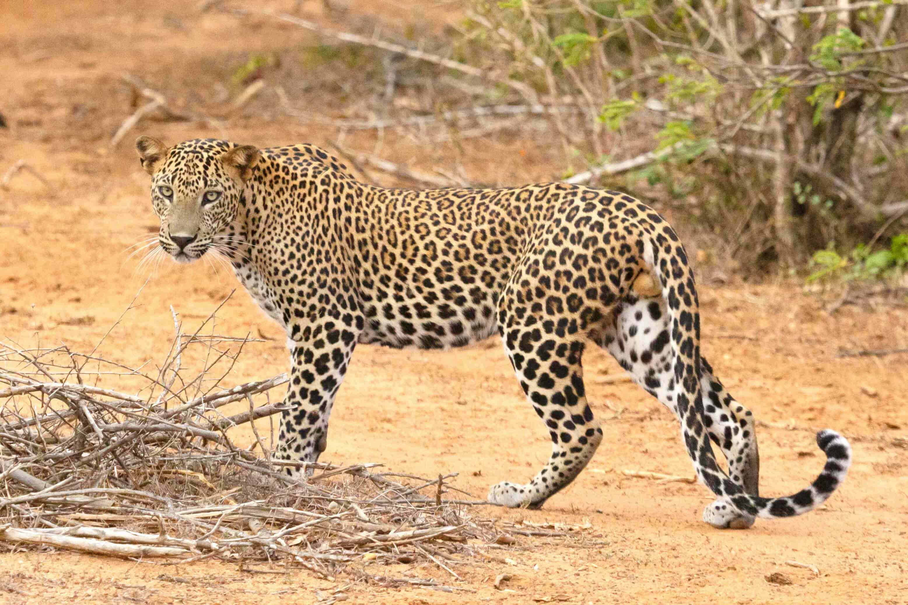 Sri Lanka Travel Gallery